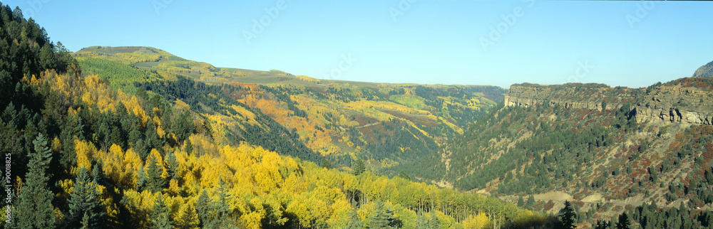 Obraz premium Aspens in Autumn near Cortez, Colorado