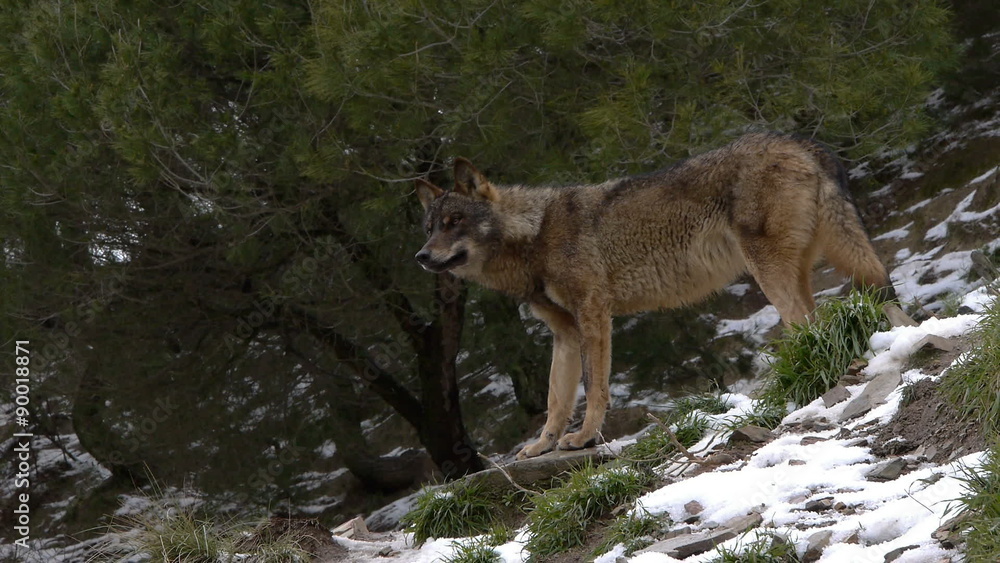 Iberian wolf in the forest among the trees and snow on the ground Iberian wolf in the forest among the trees and snow on the ground