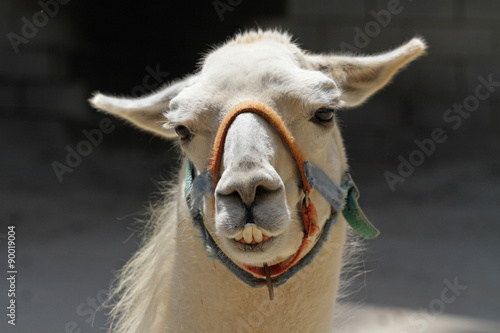 Llama with Humorous Expression