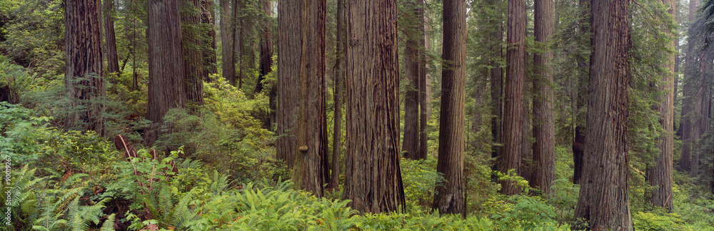 Redwoods on slope with ferns