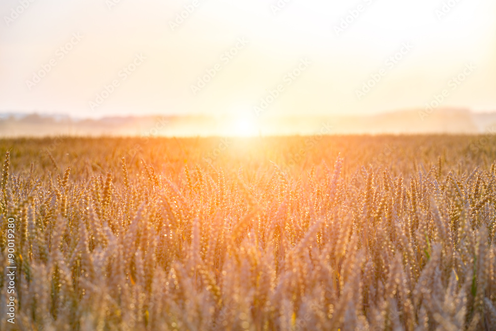 Sunset above large wheat field