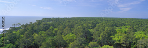 Native trees at Hunter Island near Hilton Head  South Carolina