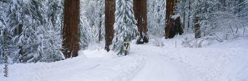 Winter Road into Sequoia National Park, California