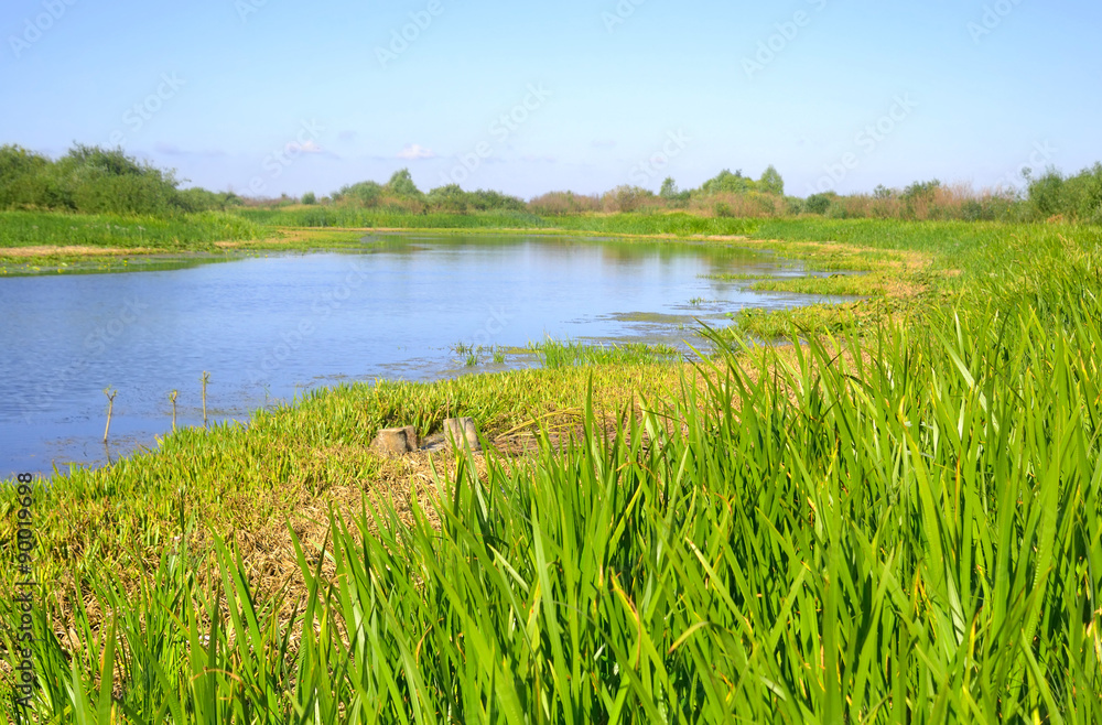 River at sunny day.