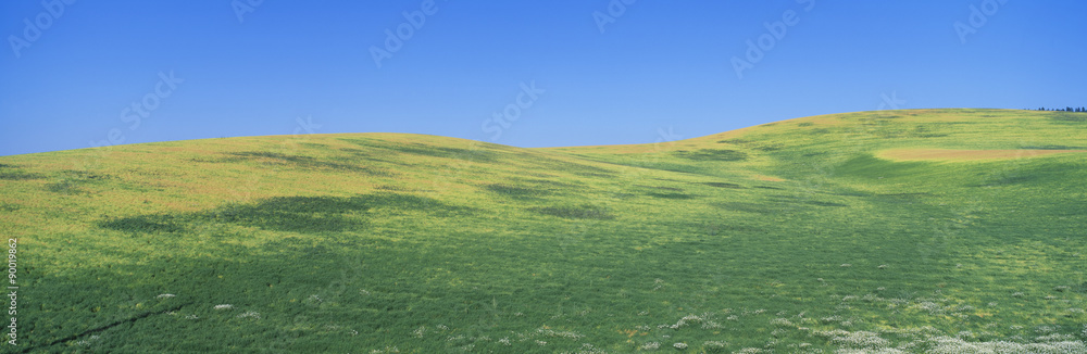 Fototapeta premium Wheat Fields, S.E. Washington