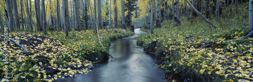 Aspens and stream in Uncompahgre National Forest, Ridgeway, Colorado photo