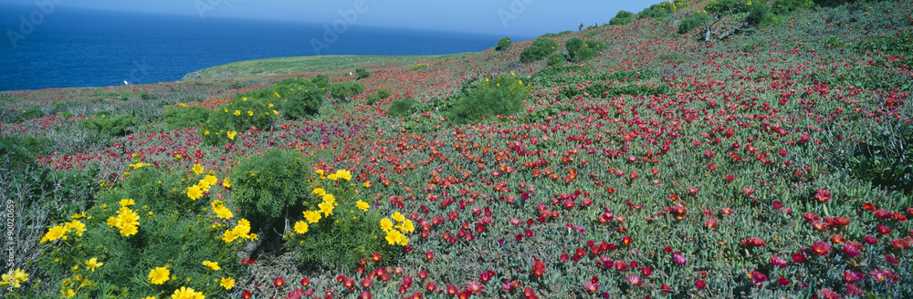Iceplant and coreopsis on Anacapa Island, Channel Islands, California