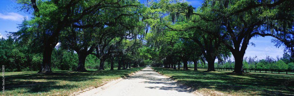 This is a tree lined road outside of San Antonio. It shows a beautiful spring day with the road separating through the center of the green trees. This is a tree lined road outside of San Antonio. It shows a beautiful spring day with the road separating through the center of the green trees.