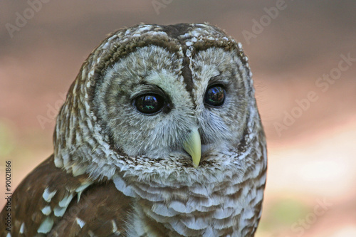 Closeup of a Barred Owl Raptor