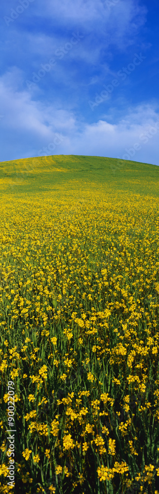 This is a spring field of mustard seed near Lake Casitas. The field is green and yellow with its flowers.