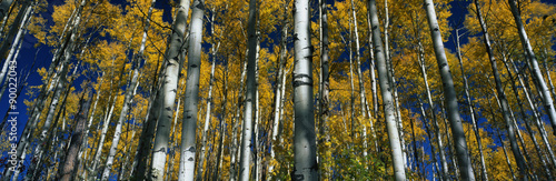 These are aspens in autumn with fall leaves. #90022043