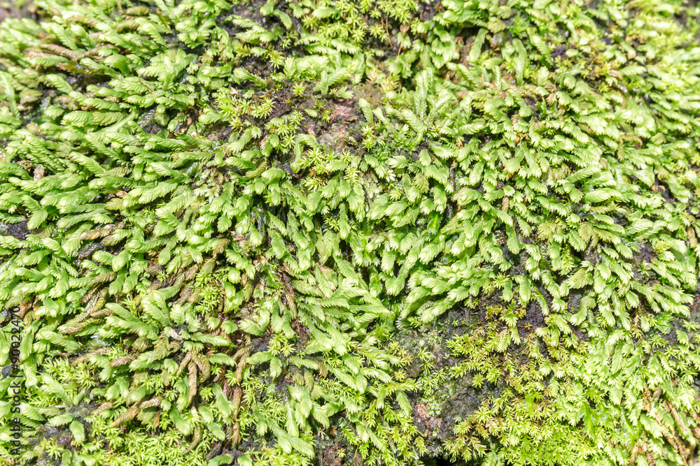 Moss Moss