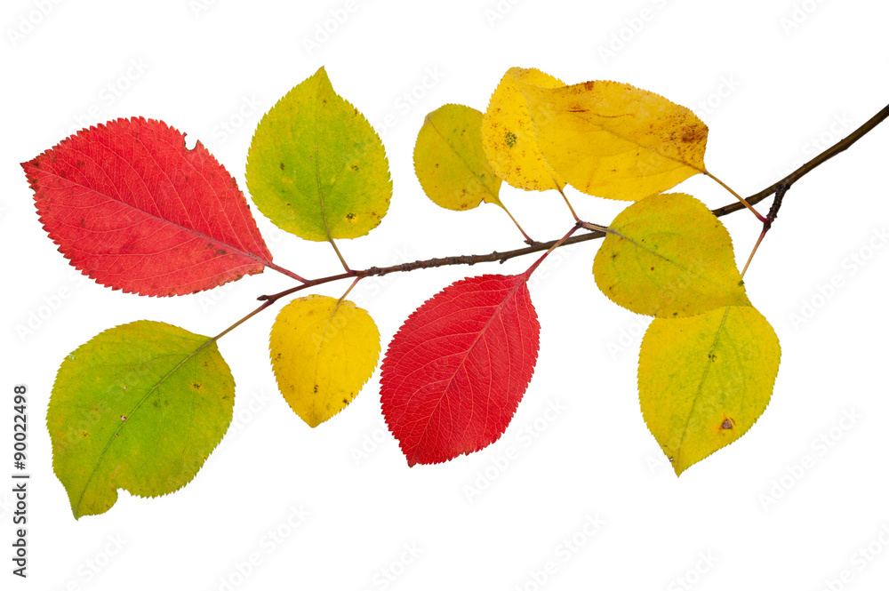 Obraz premium Branch of an apple tree c autumn leaves