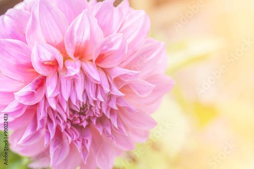 Beautiful Dahlia pink flower on natural green background