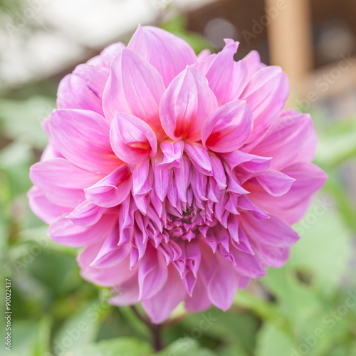 Beautiful Dahlia pink flower on natural green background