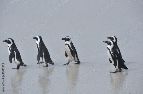 African penguins on Boulder Beach, South Africa