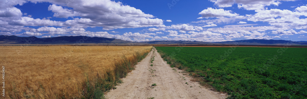 This is a dirt road dividing a wheat field and an alfalfa field. It is under a blue sky. This is a dirt road dividing a wheat field and an alfalfa field. It is under a blue sky.