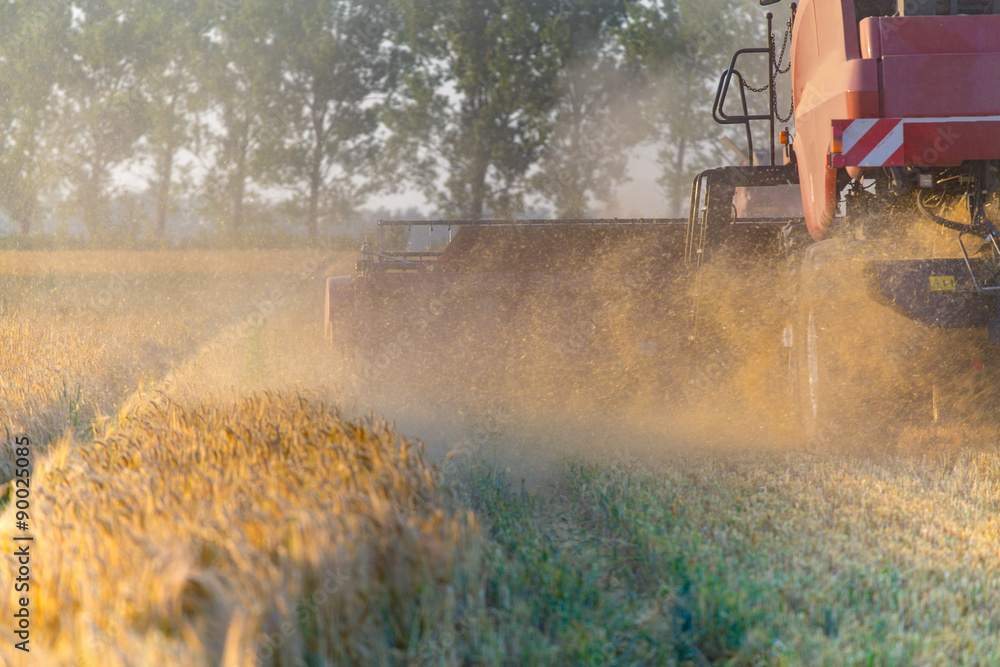 Fototapeta premium Combine working on barley field