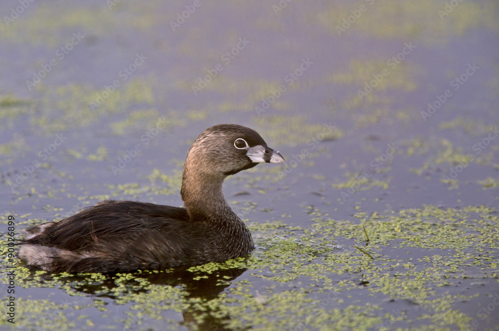Obraz premium American Coot Waterhen