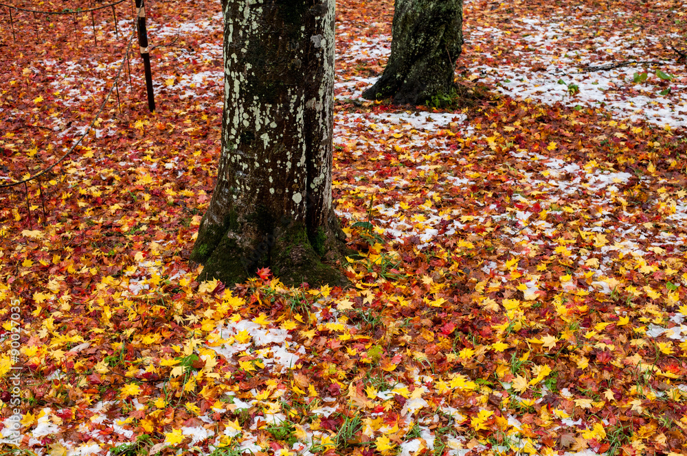 雪と紅葉 雪と紅葉