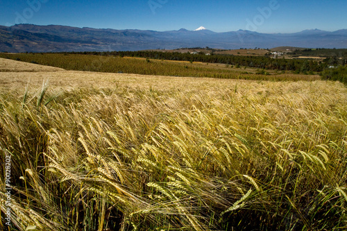 Beautiful andean wheat fields in Cochasqui, archaeological site, Ecuador