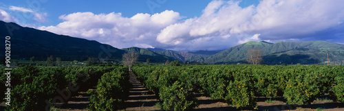 These are orange groves near Fillmore. The trees are in neat rows underneath the nearby mountains. There are large white clouds and a blue sky.