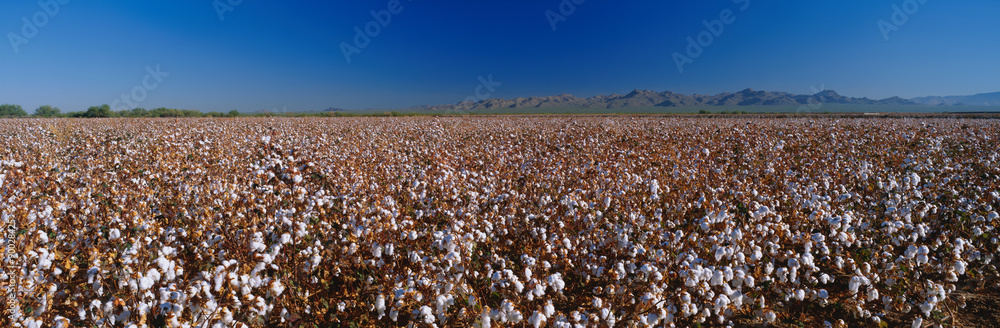 Fototapeta premium This is a large cotton field. There are rows and rows of cotton plants almost ready to be harvested.
