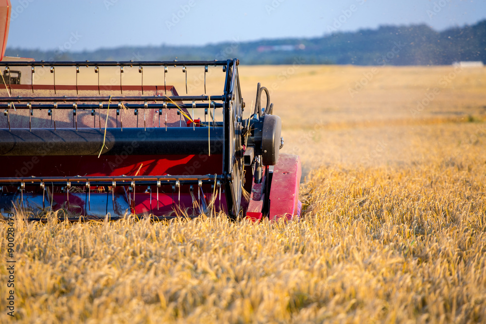 Fototapeta premium Combine working on barley field
