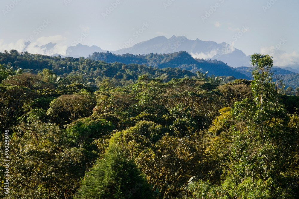 Mindo, Ecuador cloud forest