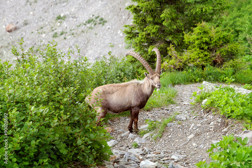 The mountain goat is walking on rocky trail in summertime © anrymos