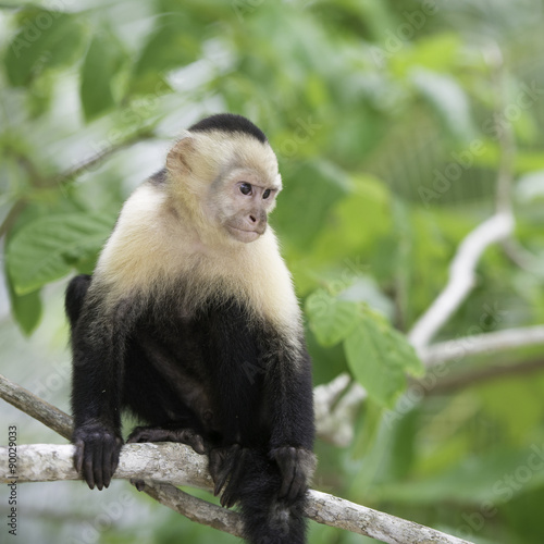 Faune du Costa Rica, singe Cebus Capucinus, capucin à face blanche. photo