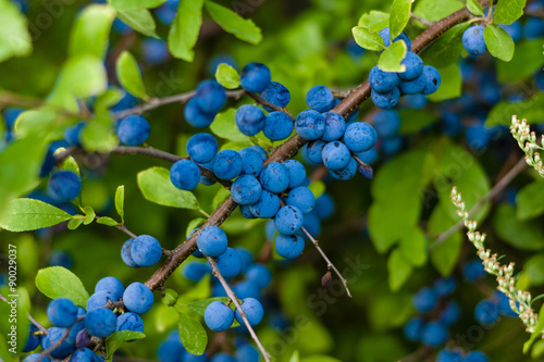Fotografia The fruits of blackthorn (Prunus spinosa)