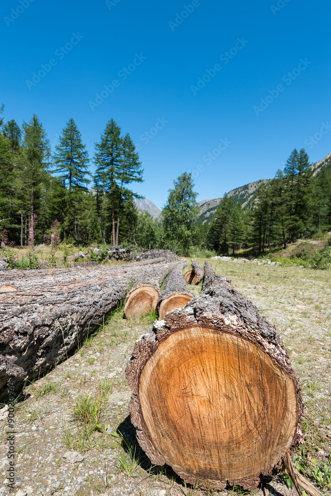 cuttes trunks and barks in a mountain landscape cuttes trunks and barks in a mountain landscape