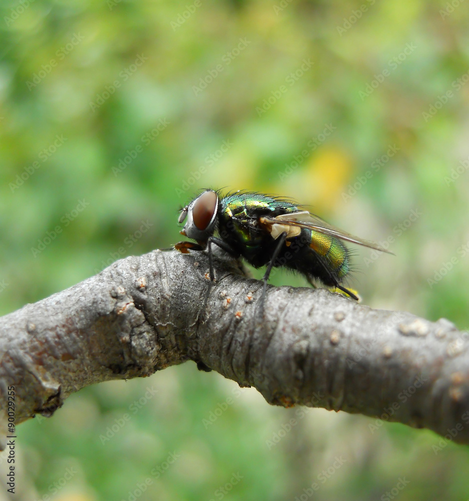 Iridescent fly sitting on tree branch Iridescent fly sitting on tree branch