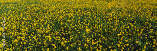 This is a spring field of yellow mustard seed. It is located near Lake Casitas.