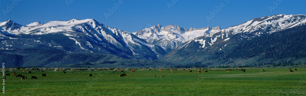 These are cows grazing near the Sierra Mountains in spring. This is located along Route 395.
