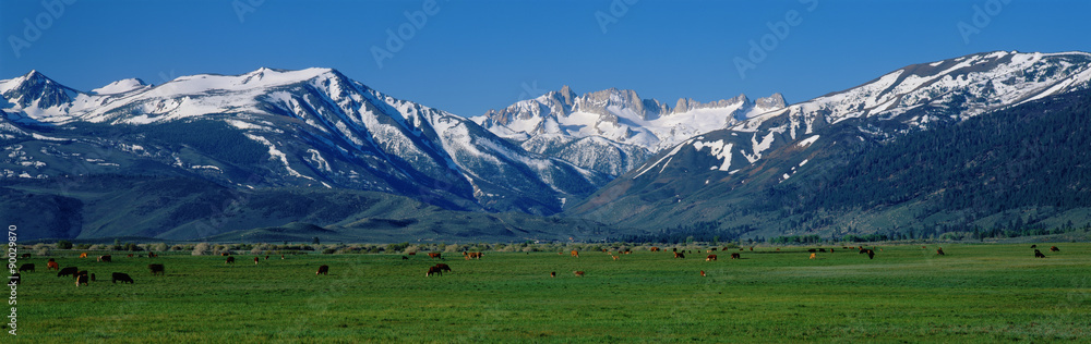 Fototapeta premium These are cows grazing near the Sierra Mountains in spring. This is located along Route 395.