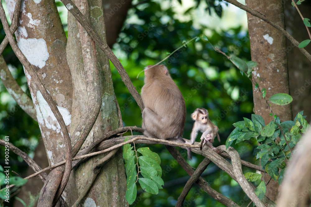 Fototapeta premium Macaco monkey baby in the natural forest, animal in nature