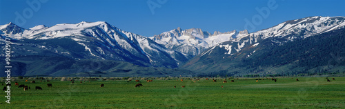 These are cows grazing near the Sierra Mountains in spring. This is located along Route 395. © spiritofamerica