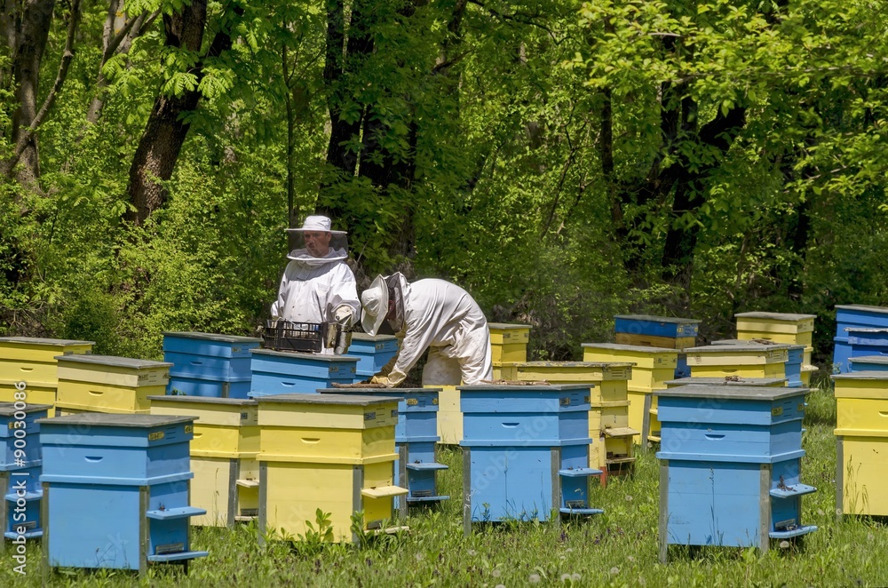 Apiarist work in bee-garden, Zavet town, Bulgaria Apiarist work in bee-garden, Zavet town, Bulgaria