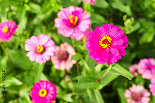 Gerbera or Daisy  Flower pink color