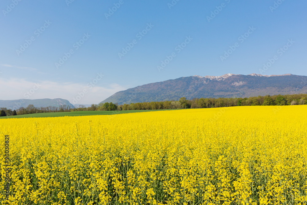 yellow rape flowers on a background of mountains Jura in France in the spring