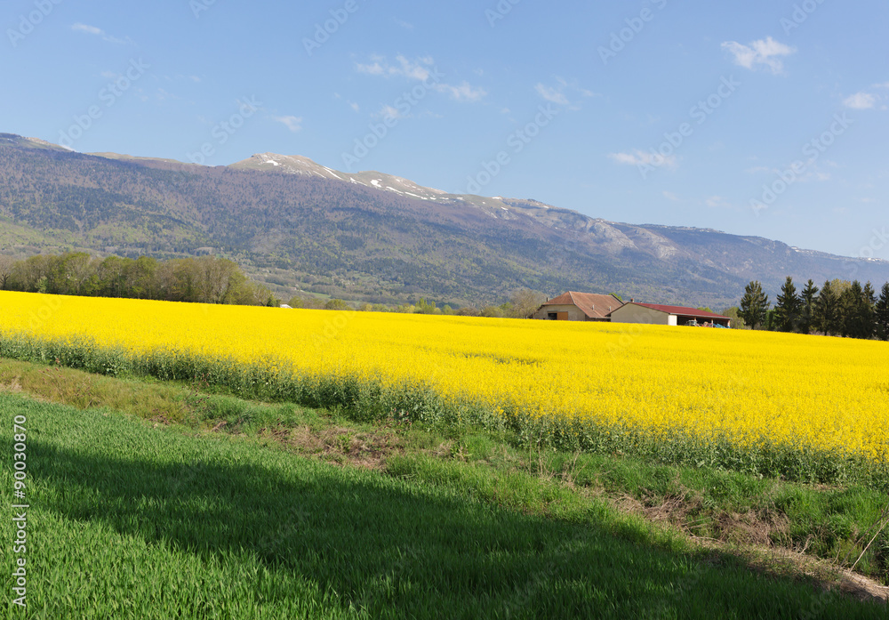 yellow rape flowers on a background of mountains Jura in France in the spring