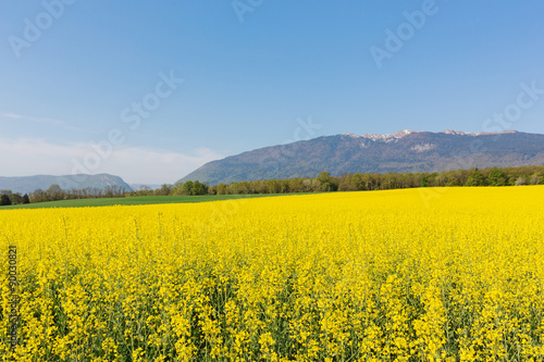 yellow rape flowers on a background of mountains Jura in France in the spring © beverli