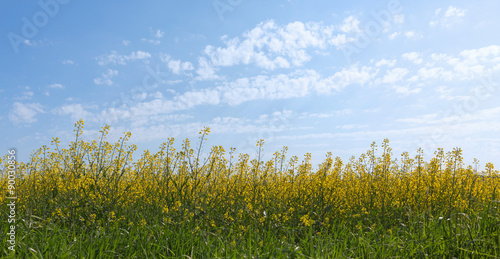 yellow rape flowers 