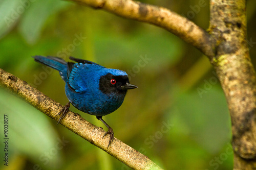 Portrait of beautiful blue hummingbird