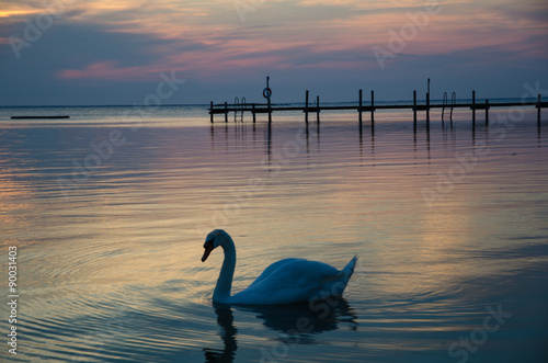 Swan at twilight reflections