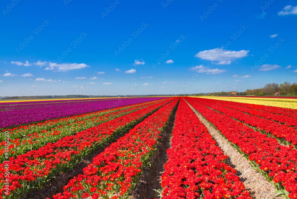 Beautiful tulip field rows with sky horizon