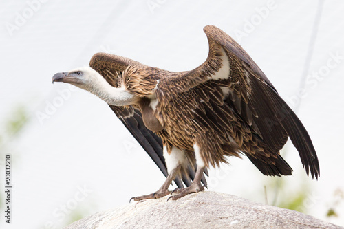 Adult condor photo