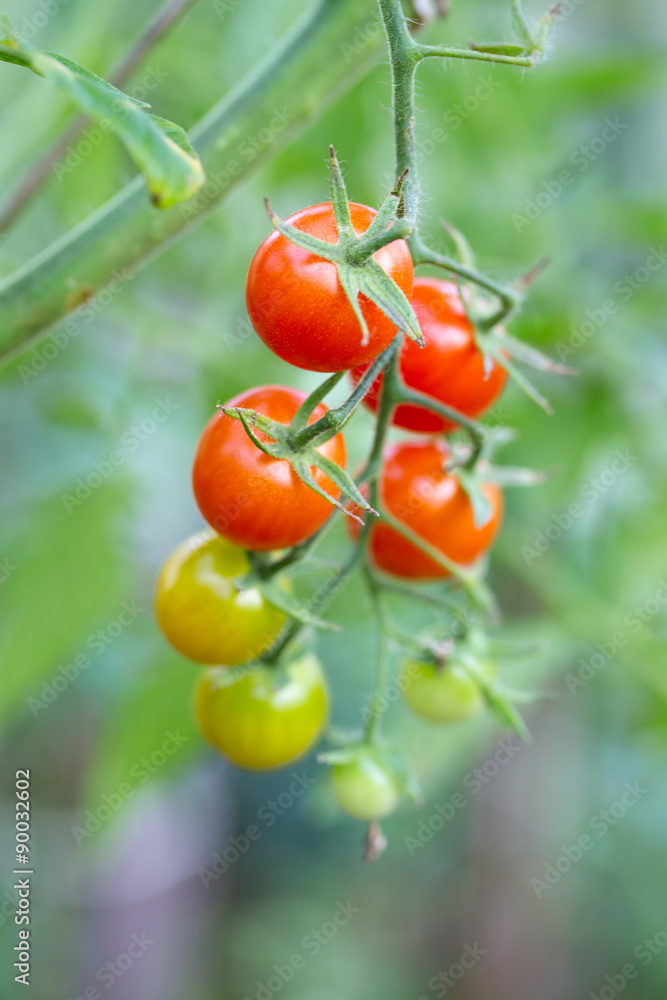 growing cherry tomatoes